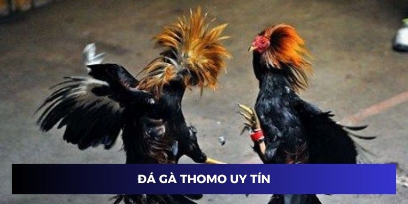 Đá gà Thomo trực tiếp ở trường đấu uy tín