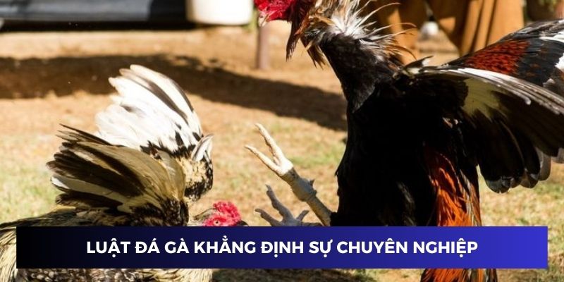 Luật đá gà miền Bắc khẳng định tính chuyên nghiệp của sân chơi