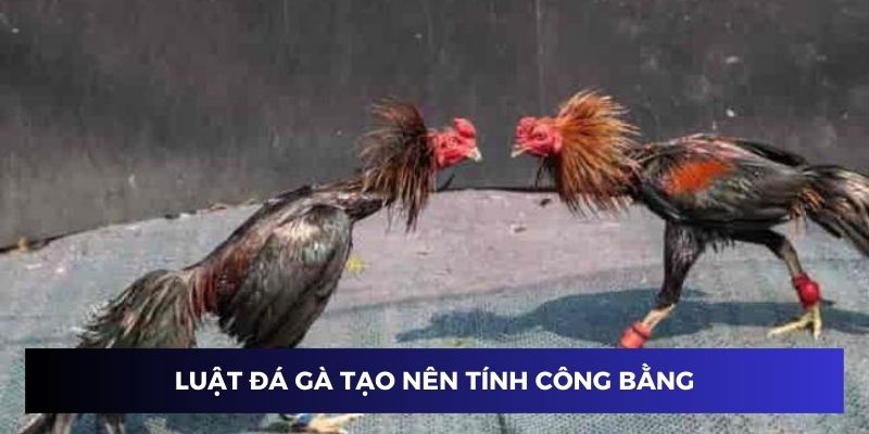 Luật đá gà miền Bắc tạo ra tính công bằng